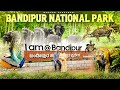 Forest Safari in Bandipur Tiger Reserve | 1 Day Trip From Bangalore | Bandipur National Park