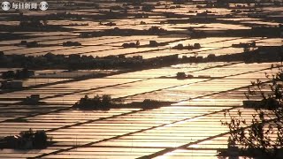 黄金色に輝く水田　北海道・東川町