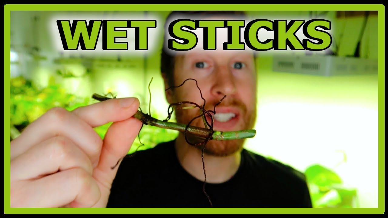 How to Propagate Wet Sticks - Monstera / Philodendron Node Propagation