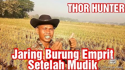 Jaring Burung Emprit Setelah Mudik