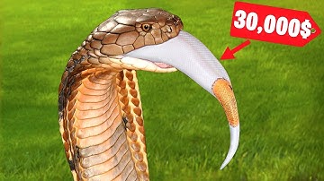 KING COBRA Eats a $30,000 Ball PYTHON!