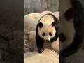 JiaJia saying hi to you😀#panda #funny #love #shorts #cute #animals #fun #healing #cuteanimals #zoo