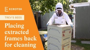 Trevs Bees - Placing the extracted wet frames back onto a Honey Bee Colony for cleaning.