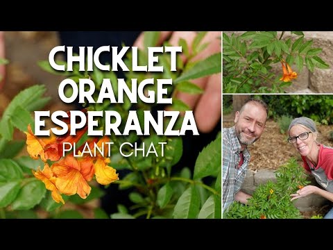 🍊 Chicklet Orange Esperanza Plant Chat | Esperanza Orange 🍊