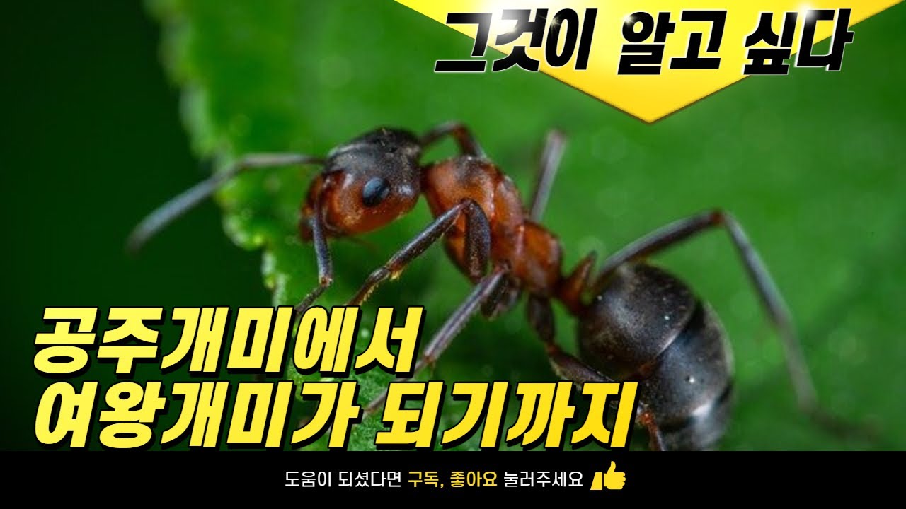떼로 출몰하는 날개달린 개미들, 흰개미의 발생원인과 퇴치법