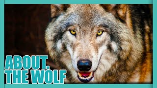 ABOUT. The WOLF - How did WOLVES turn into DOGS? by Nature's Wonder 255 views 2 months ago 5 minutes, 5 seconds