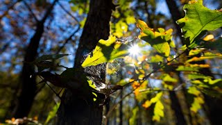 Sony a7riv Nature with 1635GM