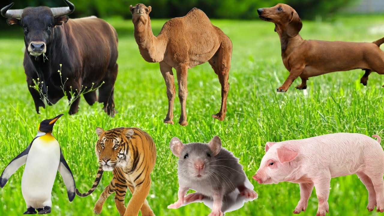 A tour of the farm: hear the 10 animals' sounds clearly and wonderfully!