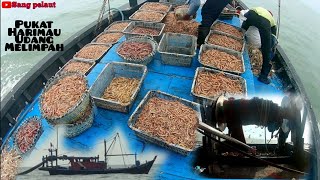 trawl 250 kg tulen udang #shrimp #pukatharimo #pukattarik #seafood