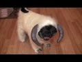 Wampug