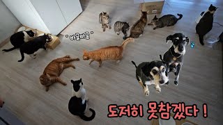 아이들을 사랑하지만..이건 진짜로 못참겠어요 T T    #고양이#길고양이#강아지