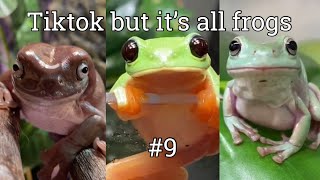 Tiktok but it’s all frogs #9