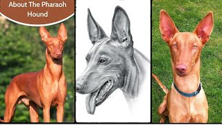 amazing facts about Pharaoh hound dog | Egyptian hound dog breed #dogs by World of Animals 159 views 1 year ago 3 minutes, 2 seconds