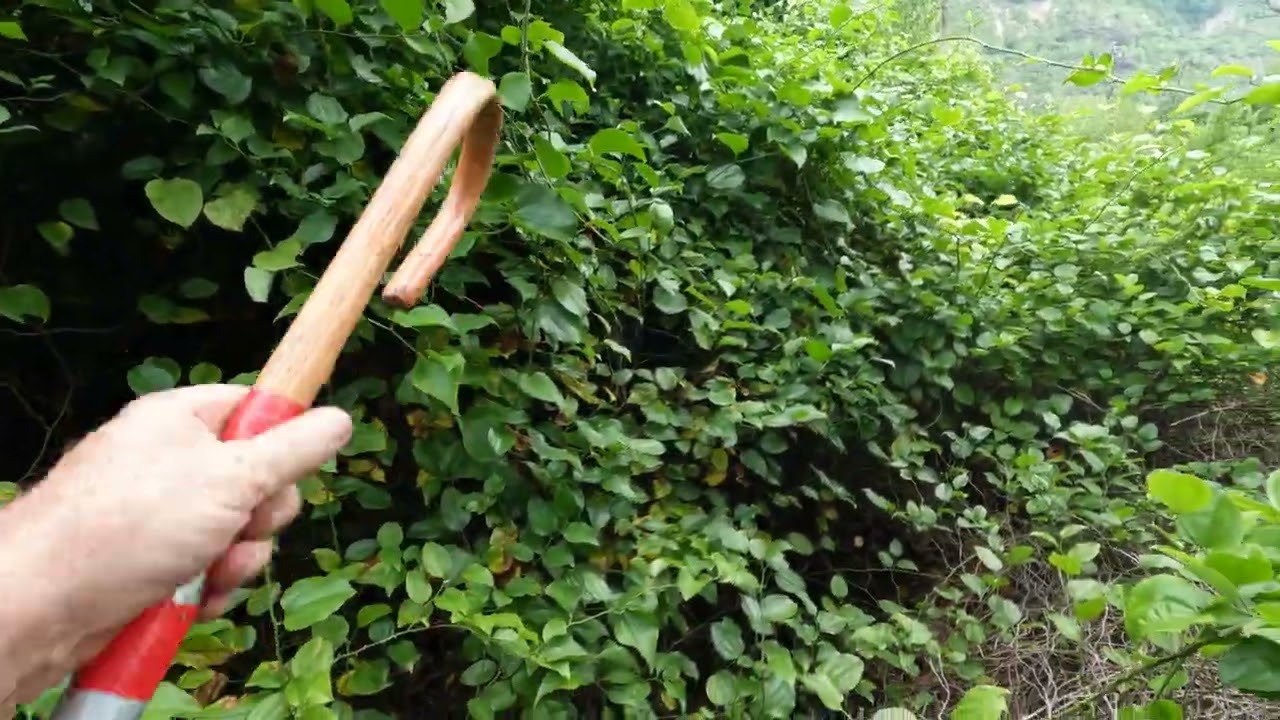 7-20-23 trample the thornbush-plan c good enough for me