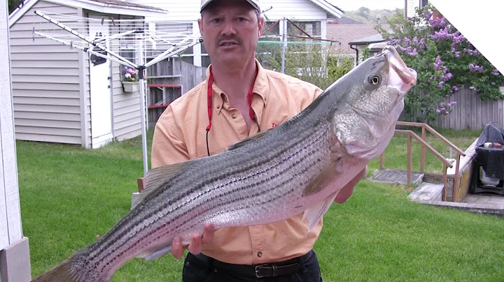 Master the Art of Cleaning Striped Bass: Easy Step-by-Step Guide