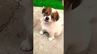 "Most cutest puppy 😚"#animal #dog #pets #cutedog #ytshorts
