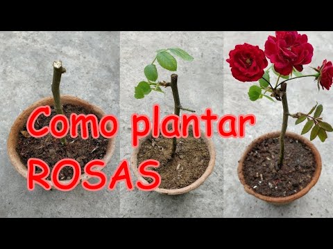 Vídeo: Rooting Bouquet Flowers - Como crescer novamente flores já cortadas