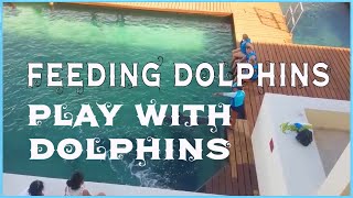 돌고래 먹이먹는 모습, 돌고래와 놀이/Feeding dolphins,play with dolphins