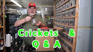 Answering YOUR questions - Putting away Crickets   🥞  🥞 by Supreme Gecko 457 views 8 days ago 12 minutes, 7 seconds