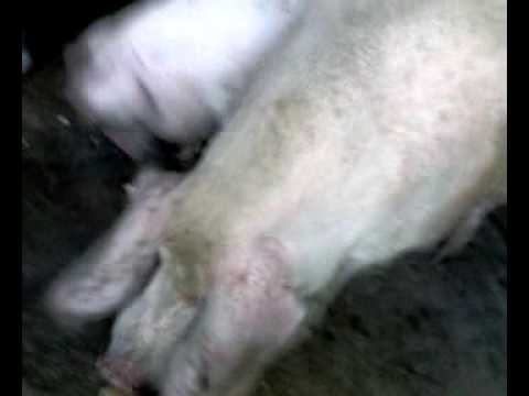 ჩემი სამგორი.