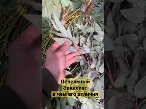 Пепельный Эвкалипт, он