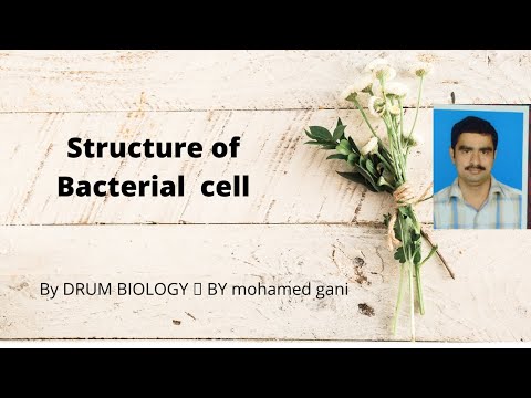 structure of bacteria cell - பாக்டீரியா செல்லின் அமைப்பு in tamil and English by mohamed gani