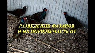 вольер для фазанов своими руками вольер для фазанов своими руками