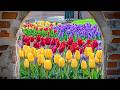 Melt Away Tension 🌸 Gentle Piano & Pastel Flowers for Mindfulness