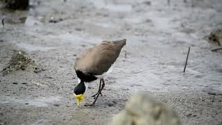 A Masked Lapwing taps their feet on the beach to find crabs lying beneath the sand in Brisbane 🇦🇺