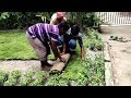 लॉन Growing and Laying of Grass Carpet in a Lawn
