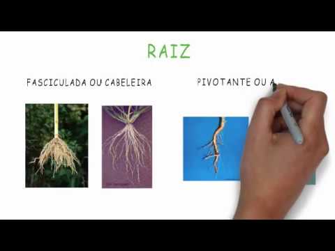 Diferenças morfoanatômicas entre monocotiledôneas e eudicotiledôneas