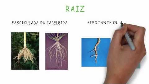 Diferenças morfoanatômicas entre monocotiledôneas e eudicotiledôneas