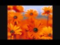 Hippy Hippy Shake Song Offcial Music Video