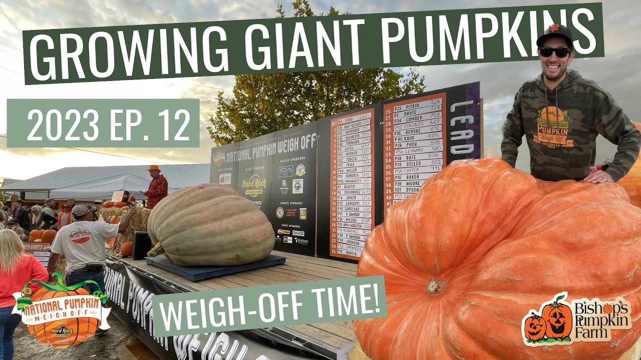 Weigh-Off Time! - Ep. 12 - Growing Giant Pumpkins 2023