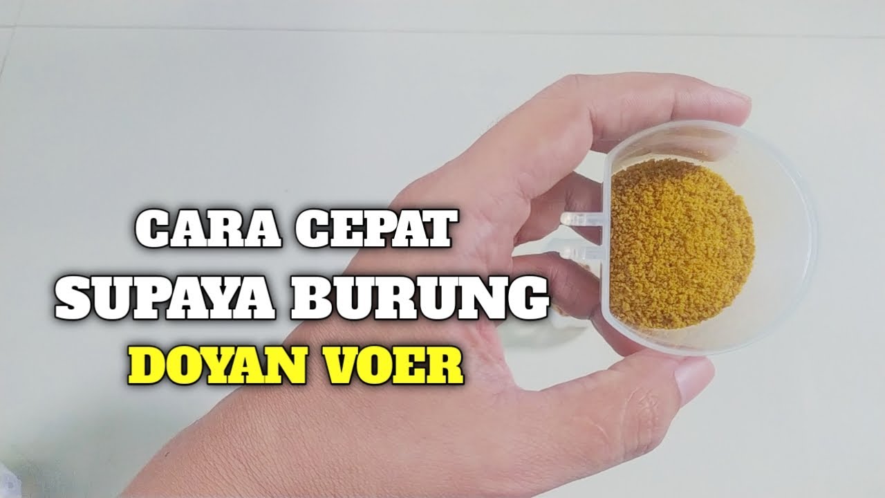 CARA GAMPANG DAN CEPAT SUPAYA BURUNG MAKAN VOER