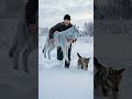 Brave Wolf Pup Saves His Frozen Mother With A Kind Man's Help! #wolf #rescue #humanity #animal