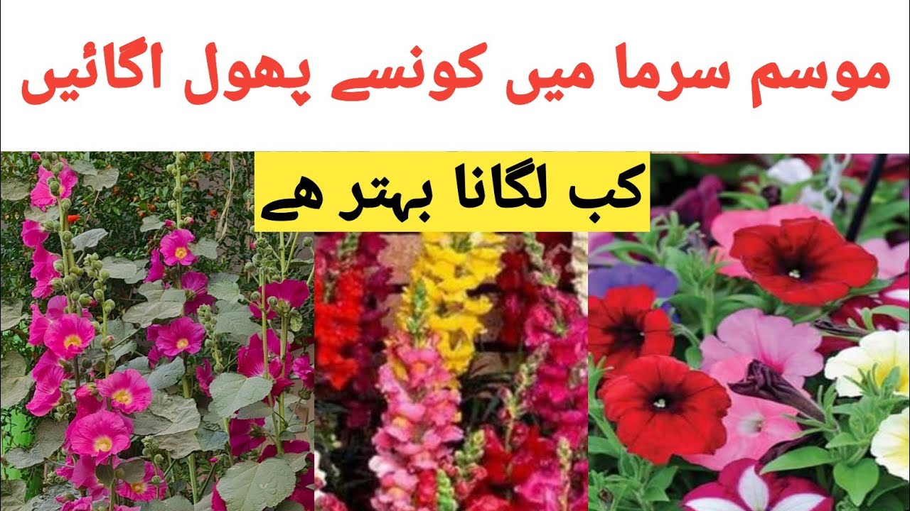 winter-flowering-plants-winter-season-flowers-urdu-names-sardiyon