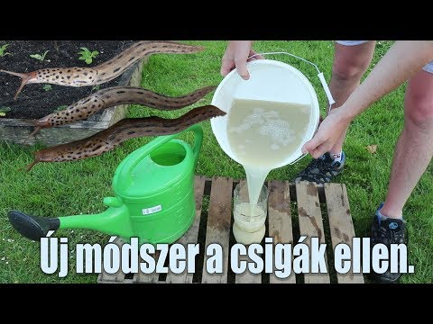 Videó: Karalábé zöldek termesztése – ehetők-e a karalábé levelei