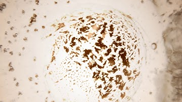 CONCEPTION VESSEL RESONANCE (SEA OF ALL THE YIN CHANNELS) | MAGNETO - DIELECTRIC ( SCALAR ) FILEDS