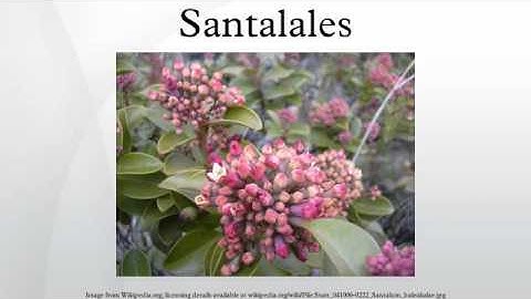 Santalales