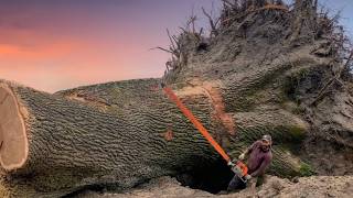 Man vs 300 year old Oak