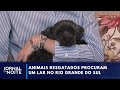 Voluntários se dedicam a tratar animais resgatados no RS