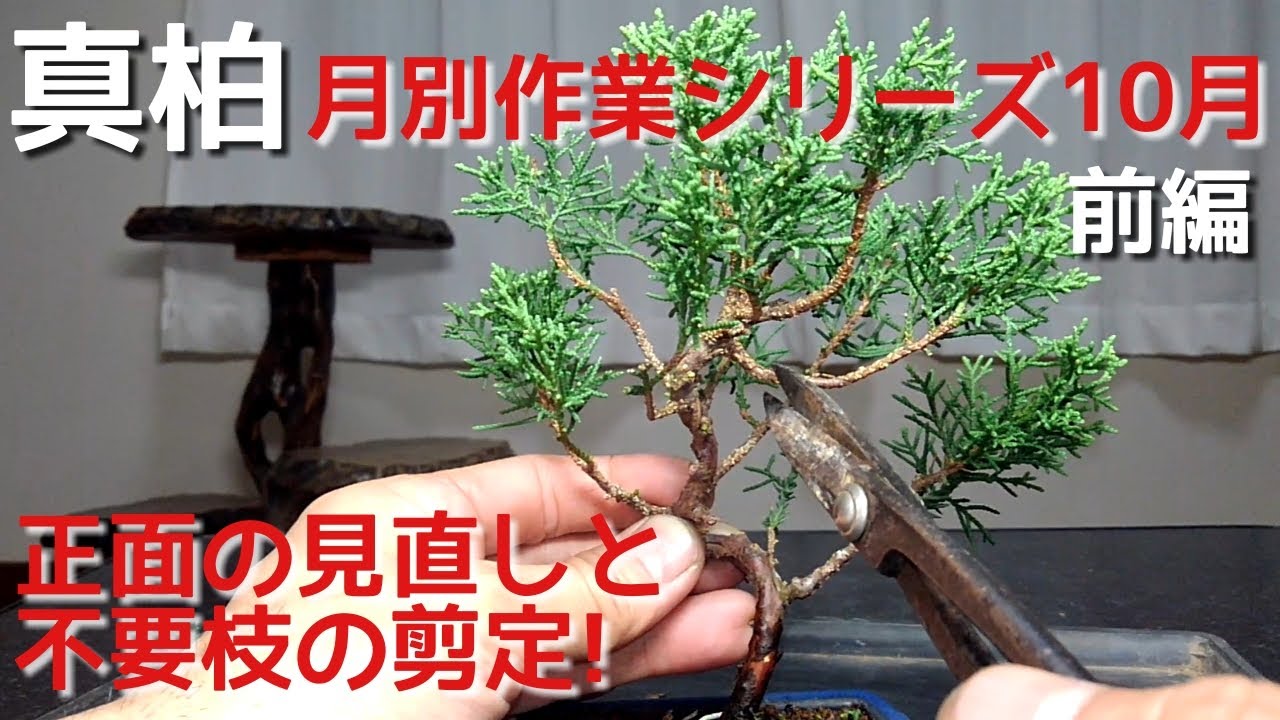 真柏月別作業シリーズ10月前編 正面の見直しと不要枝の剪定！ - YouTube