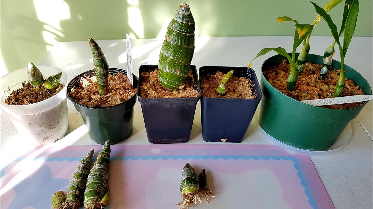 结合陶粒半水培 天鹅兰种植新方法 Youtube