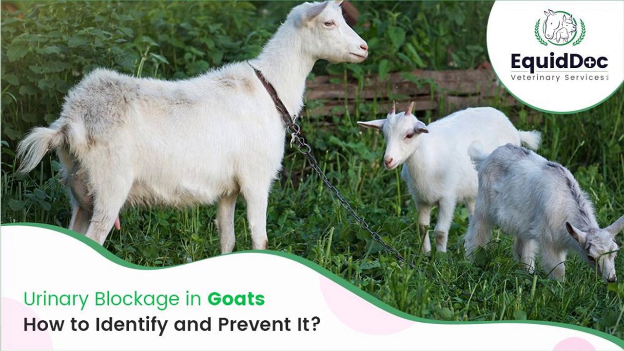 Urinary Blockage in Goats How to Identify and Prevent It? YouTube