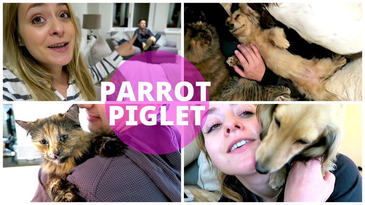 Friday OOTD & Parrot Piglet! 22nd April