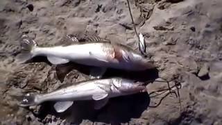 Catching a Bass between the mountains