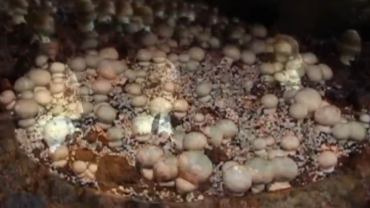 Produzir cogumelos é uma boa opção de negócio