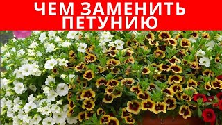 Чем заменить ПЕТУНИЮ: цветы, которые проще в УХОДЕ