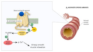 Why Are There Different Inhalers for Asthma and COPD? | Pharmacology Explained